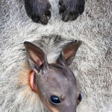 Nat The Newly Born Wallaby