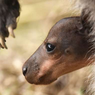 Nat The Newly Born Wallaby