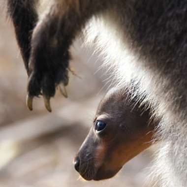 Nat The Newly Born Wallaby