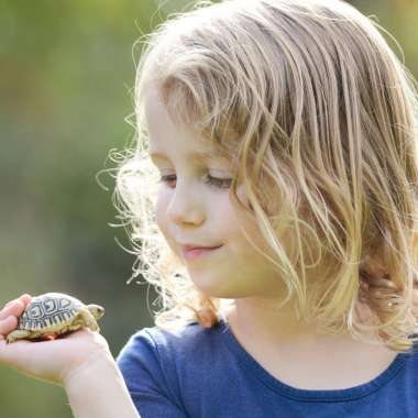 The Tortoise Rescue Centre