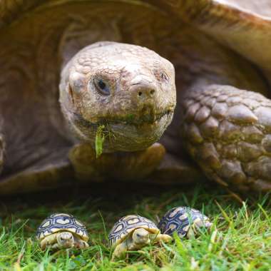 The Tortoise Rescue Centre