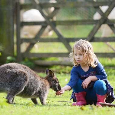 Nat The Newly Born Wallaby