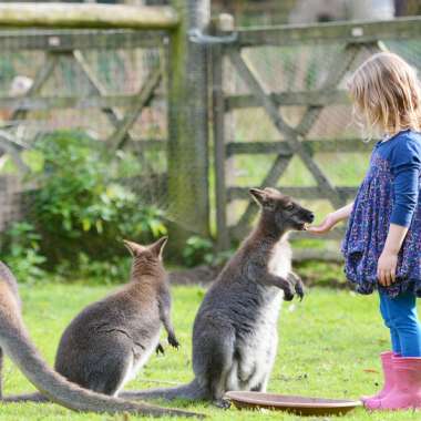 Nat The Newly Born Wallaby