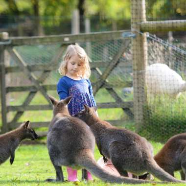 Nat The Newly Born Wallaby