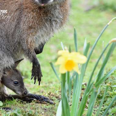 Nat The Newly Born Wallaby