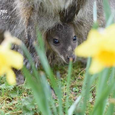 Nat The Newly Born Wallaby